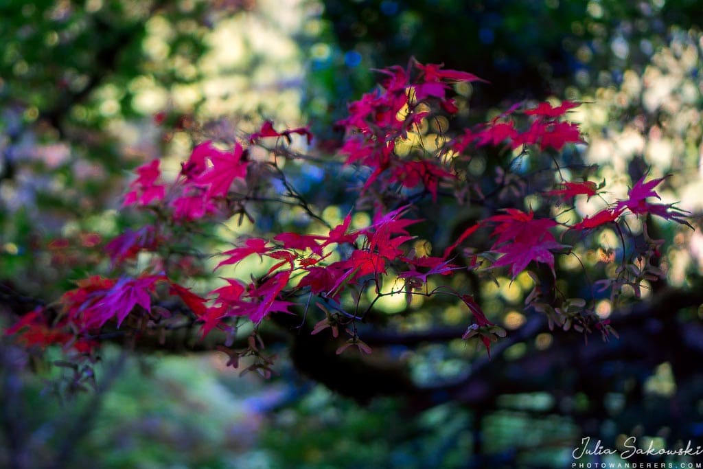 Японский клен, Butchart Gardens