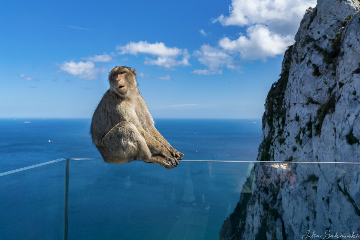 Макакa Магот, Гибралтар | Magot Monkey, Gibraltar