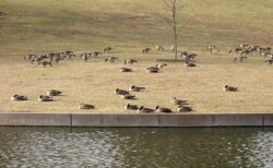 Казарки в парке возле Арки