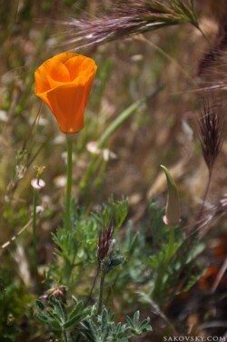 Калифорнийский мак (California poppy)