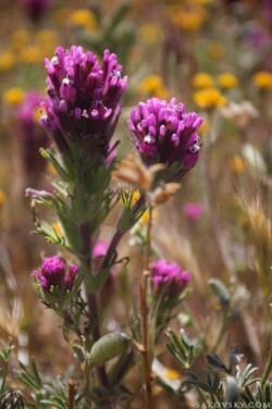 Совиный клевер (Castilleja Exserta)