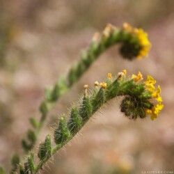 Fiddleneck | Amsinckia tessellata