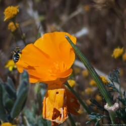 Пчела, слетающая с мака