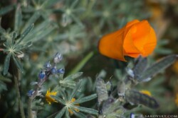 Мак и Люпин двухцветный (Lupinus bicolor)