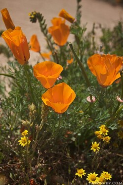 Букет маков