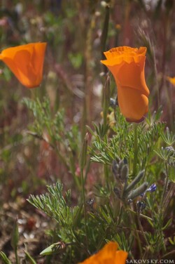 Мак, закрывшийся от холодного ветра