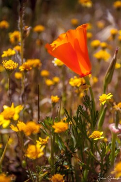 Copa de Ora — Золотая Чаша