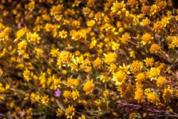 Ластения калифорнийская | Lasthenia californica Ластения калифорнийская | Lasthenia californica