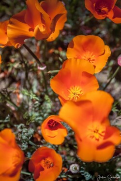 Золотые чашы (California Poppy) Золотые чашы (California Poppy)