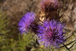 Цветок чертополоха