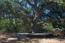 Священное дерево в местном Панчавати