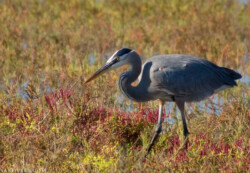 Голубая цапля (Great Blue Heron)