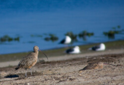 Большой кроншнеп (Long-billed Curlew)