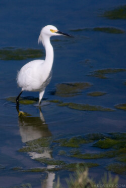 Снежная цапля (Snowy Egret)