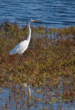 Большая белая цапля (Great Egret)