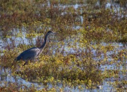Голубая цапля (Great Blue Heron). Охота