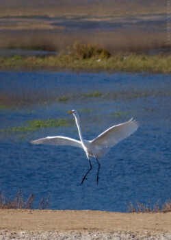 Большая белая цапля (Great Egret). Посадка