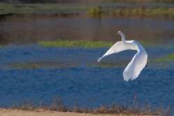 Большая белая цапля (Great Egret). Грация