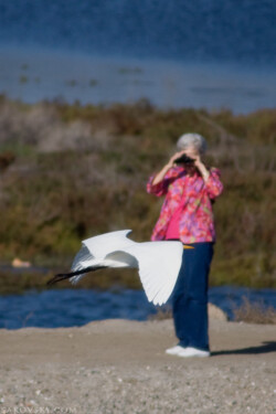 Большая белая цапля (Great egret). Полет