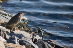Выпь американская (American bittern)