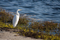 Большая белая цапля (Great Egret). После обеда