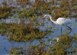 Большая белая цапля (Great egret) в поисках добычи