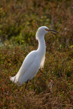 Снежная цапля (Snowy egret)