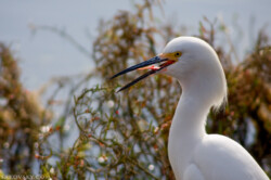 Снежная цапля (Snowy egret) показывает язык