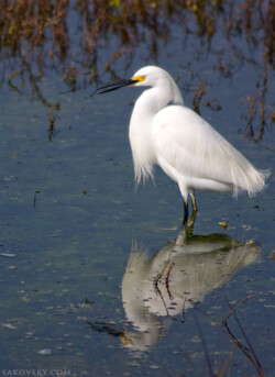 Снежная цапля (Snowy egret)