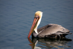 Коричневый пеликан (Brown pelican)