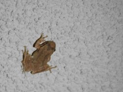 Жабка, живущая во дворике Жабка, живущая во дворике