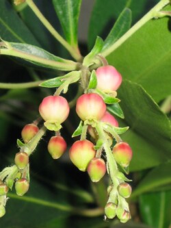Цветок земляничного дерева во дворике Цветок земляничного дерева во дворике