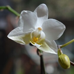 Орхидеи (Phalaenopsis Hybrids)