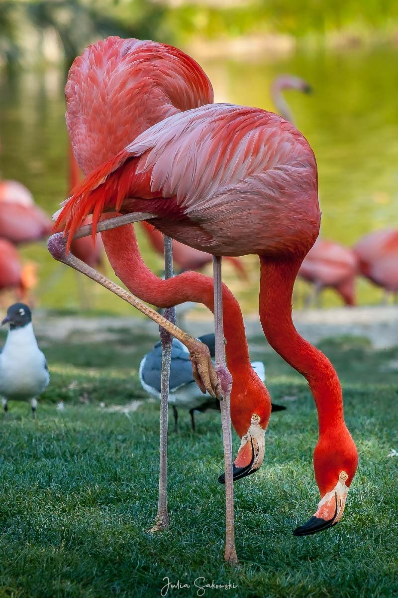 Танцующие фламинго