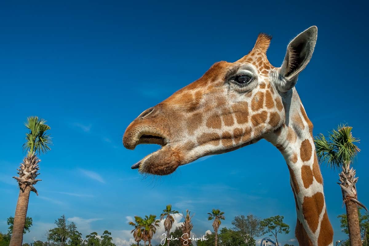 Как длинен у жирафа язык