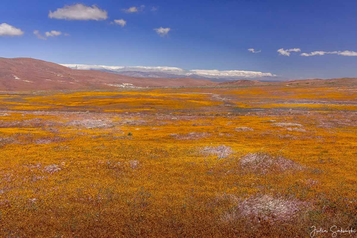 Золотое поле (Ластения калифорнийская | Lasthenia californica)