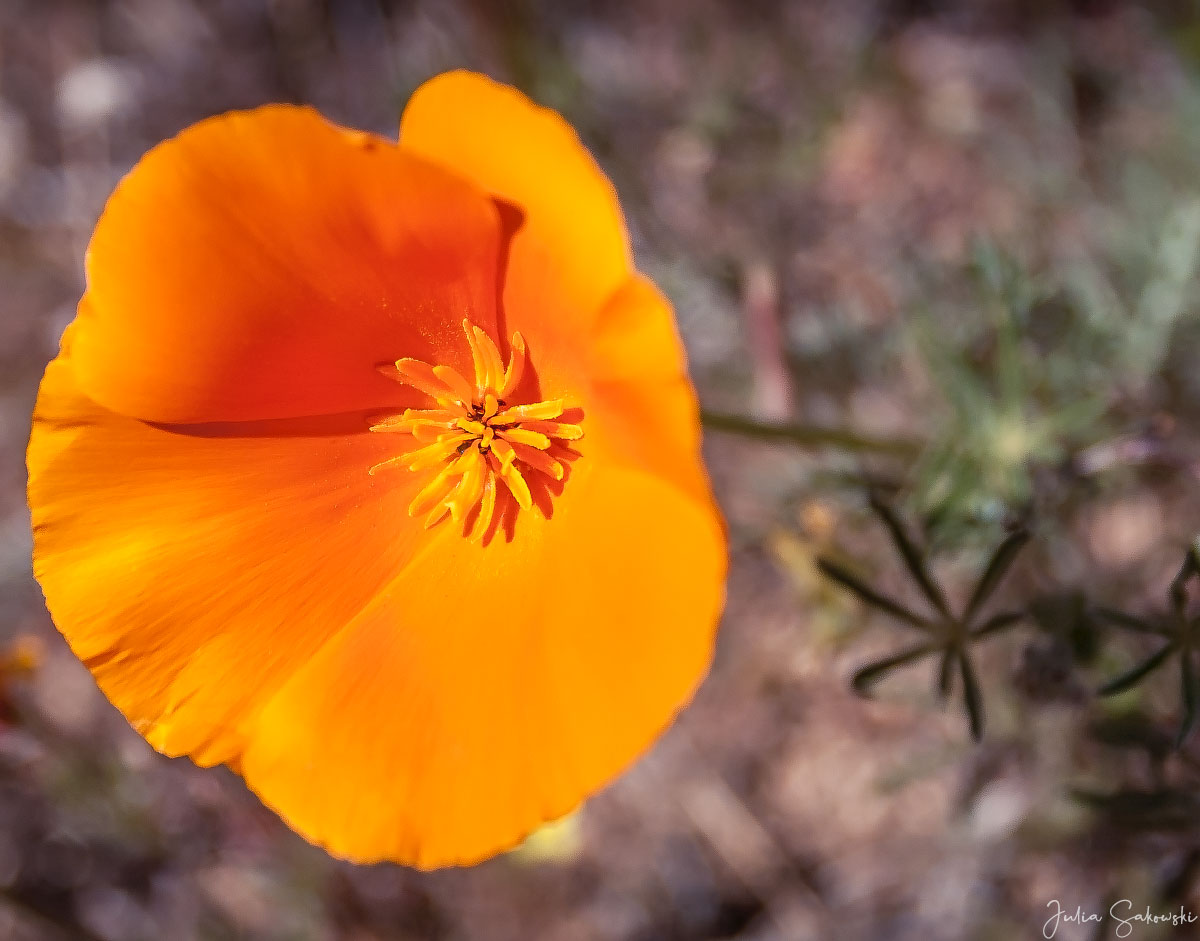 Цветок Калифорнийского мака (California poppy)