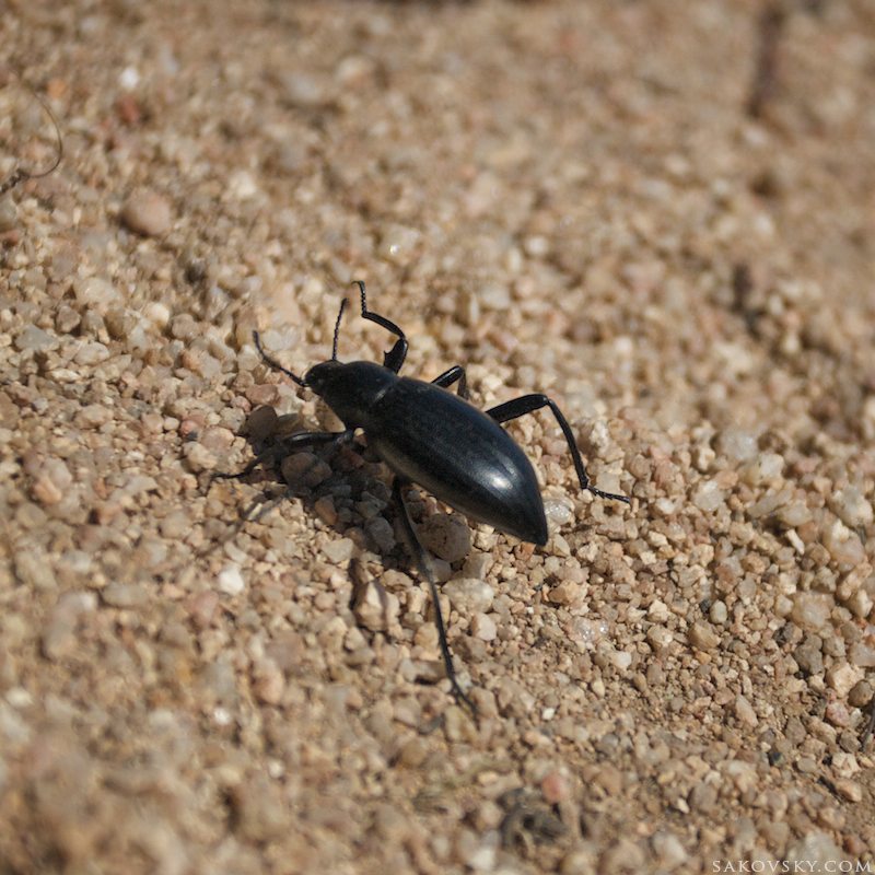 Жук-вонючка (Stink beetle)