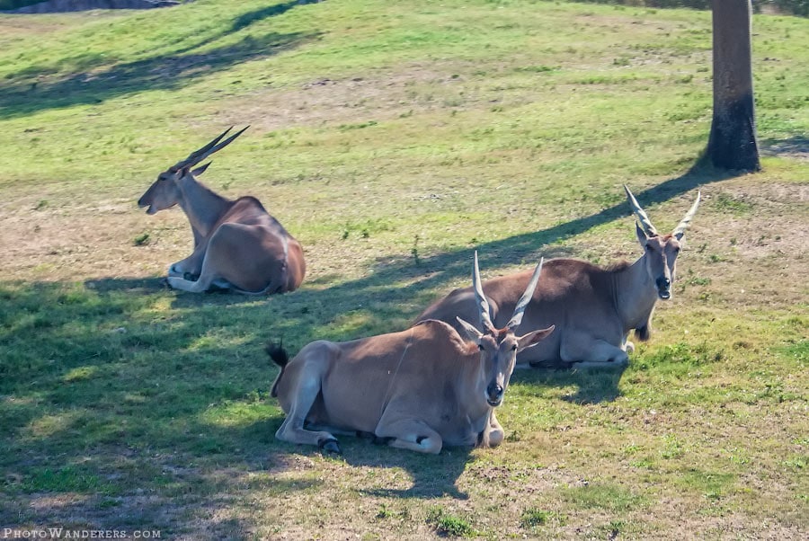 Антилопы Канна на отдыхе