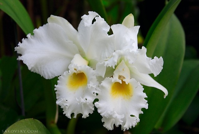Орхидеи (Cattleya warneri var. alba)