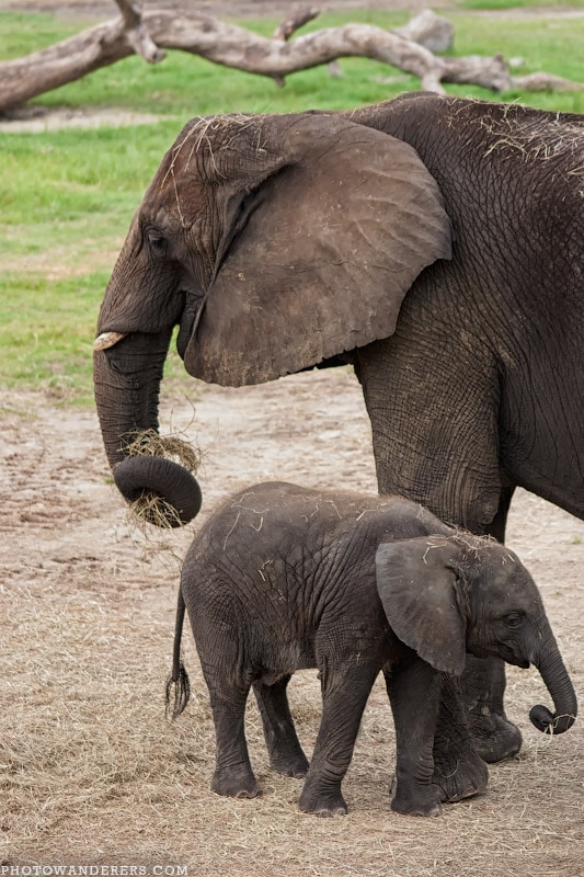 Слоненок с мамой