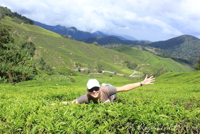 Чайные плантиции, Камерон-Хайлэндс, Малайзия